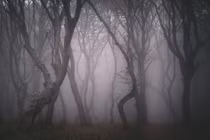 Ba khu rừng ma quái, kỳ bí nhất thế giới làm chuyên gia “điên đầu"