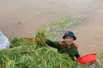 Chiến sỹ Công an Hà Nội ngâm nước giúp người dân cứu lúa