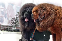 Đã mắt 10 giống chó đắt đỏ sang chảnh nhất hành tinh 