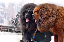 Đã mắt 10 giống chó đắt đỏ sang chảnh nhất hành tinh 