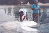 Giật mình những lần xác thủy quái bí ẩn dạt vào bờ biển