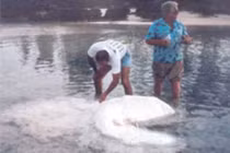 Giật mình những lần xác thủy quái bí ẩn dạt vào bờ biển