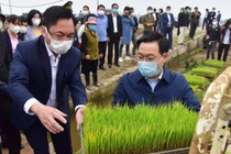 Bí thư, Chủ tịch Hà Nội xuống ruộng cấy lúa cùng nông dân