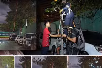 Sự thật về rắn “khủng” vắt vẻo trên cây gây náo loạn dư luận