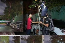 Sự thật về rắn “khủng” vắt vẻo trên cây gây náo loạn dư luận