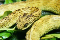 Giật mình loài rắn xấu “ma chê quỷ hờn”, sở hữu nọc độc khủng khiếp 