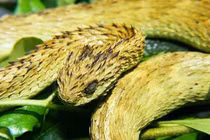 Giật mình loài rắn xấu “ma chê quỷ hờn”, sở hữu nọc độc khủng khiếp 