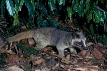 Nhiều động vật hoang dã được VQG Cúc Phương cứu hộ: Toàn loài nguy cấp!