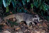 Nhiều động vật hoang dã được VQG Cúc Phương cứu hộ: Toàn loài nguy cấp!