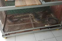 Chi tiết loài "mãng xà" quý hiếm dân giao nộp cho Kiểm lâm TP.HCM 