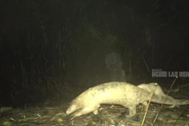 Sửng sốt loạt ảnh tê tê vàng cõng con trên lưng ở Quảng Nam