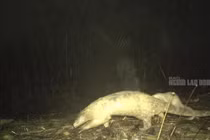 Sửng sốt loạt ảnh tê tê vàng cõng con trên lưng ở Quảng Nam