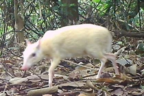 Cheo cheo Nam Dương bạch tạng vừa phát hiện quý hiếm cỡ nào?