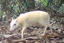 Cheo cheo Nam Dương bạch tạng vừa phát hiện quý hiếm cỡ nào?