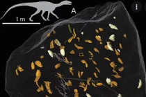 Phát hiện sốc về loài bọ cánh cứng cổ nhất thế giới