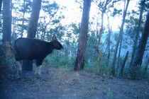 Bò tót quý hiếm và loạt động vật nguy cấp xuất hiện ở Việt Nam