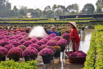 Làng hoa Sa Đéc “thay áo mới” đón chào du khách