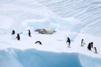 Thuyết âm mưu: Người xưa xây kim tự tháp ở Nam Cực