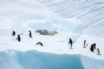 Thuyết âm mưu: Người xưa xây kim tự tháp ở Nam Cực