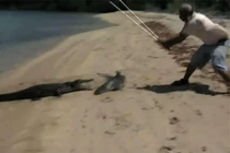 Video: Cá sấu bò lên bờ cướp cá mập của ngư dân