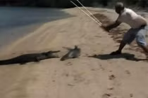 Video: Cá sấu bò lên bờ cướp cá mập của ngư dân