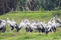 Chim nhạn quý hiếm tưởng tuyệt chủng bỗng xuất hiện ở Quảng Bình