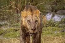 Sư tử hoang dã già nhất thế giới bị giết chết