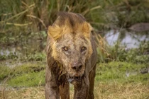 Sư tử hoang dã già nhất thế giới bị giết chết