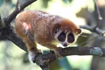 Tò mò cu li cực hiếm trong Sách đỏ được giao nộp ở Quảng Bình 