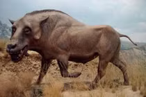 Bí ẩn quái thú “đầu chó, thân lợn” gây ám ảnh ở châu Phi