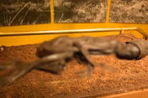 Bí mật ẩn giấu trong 3 xác ướp nguyên vẹn đặc biệt nhất hành tinh