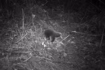 “Mất tích” 60 năm trước, thú quý bỗng tái xuất khiến chuyên gia khóc thét