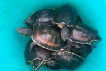 41 cá thể rùa trong VQG U Minh Thượng bị trộm: Toàn loài quý hiếm!