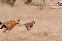 Kỹ năng gia truyền giúp báo con thoát khỏi nanh vuốt của linh cẩu