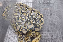 Trăn gấm dài 2m bò vào trường ở TP.HCM: Loài nguy hiểm?