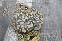 Trăn gấm dài 2m bò vào trường ở TP.HCM: Loài nguy hiểm?