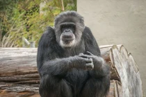 Loài động vật nào có hệ gene giống người đến 99%? 