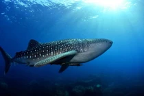 Cá mập voi dạt vào bờ biển Ấn Độ là loài trong Sách Đỏ