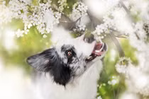 Cuối năm 3 con giáp vận xui đeo bám, dễ bị hao tài