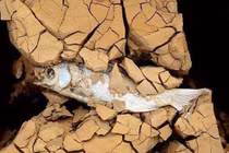 Loài cá giỏi diễn kịch nhất hành tinh: "Giả chết” 5 năm để sinh tồn 