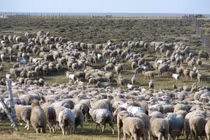 Độc đáo hòn đảo có cừu nhiều gấp gần 170 lần dân số