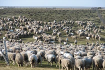 Độc đáo hòn đảo có cừu nhiều gấp gần 170 lần dân số