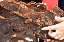 Thấy "thịt ba chỉ" trong cổ mộ, ngã ngửa nhận ra thần dược hiếm? 