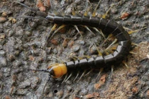 Loài rết lớn mới phát hiện ở tỉnh Quảng Bình có gì đặc biệt?