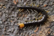 Loài rết lớn mới phát hiện ở tỉnh Quảng Bình có gì đặc biệt?