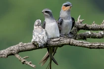 Chim “lạ” làm tổ trên dây cáp điện gây hot cõi mạng: Là chim gì? 