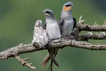 Chim “lạ” làm tổ trên dây cáp điện gây hot cõi mạng: Là chim gì? 