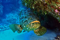 Vì sao cá mú khổng lồ được chọn là "chiến binh canh gác" biển? 