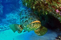 Vì sao cá mú khổng lồ được chọn là "chiến binh canh gác" biển? 