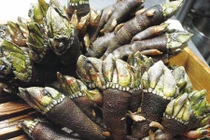 Xuýt xoa loài ốc giống hệt chân rùa, nhà giàu chưa chắc mua được 